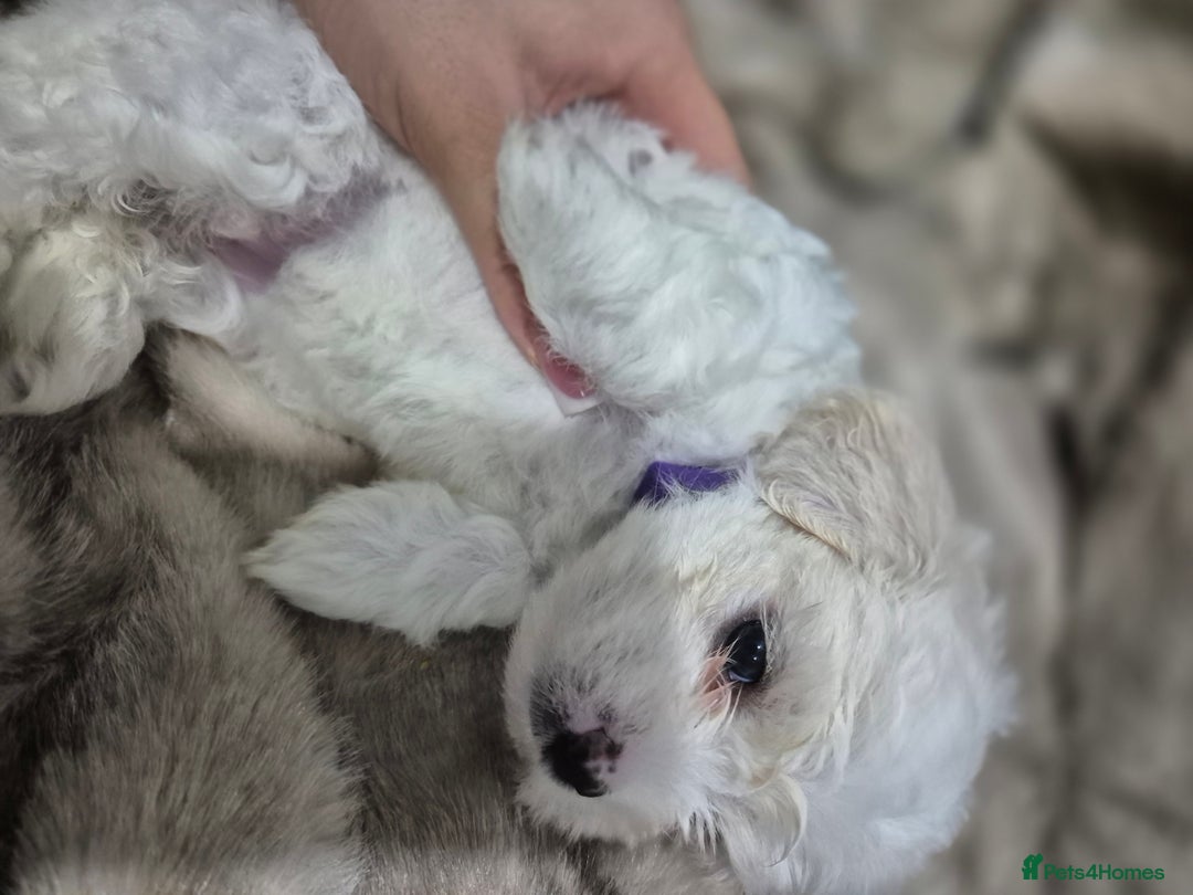 Maltese dogs for sale: K1 Beautiful Maltese puppies  - Advert 21