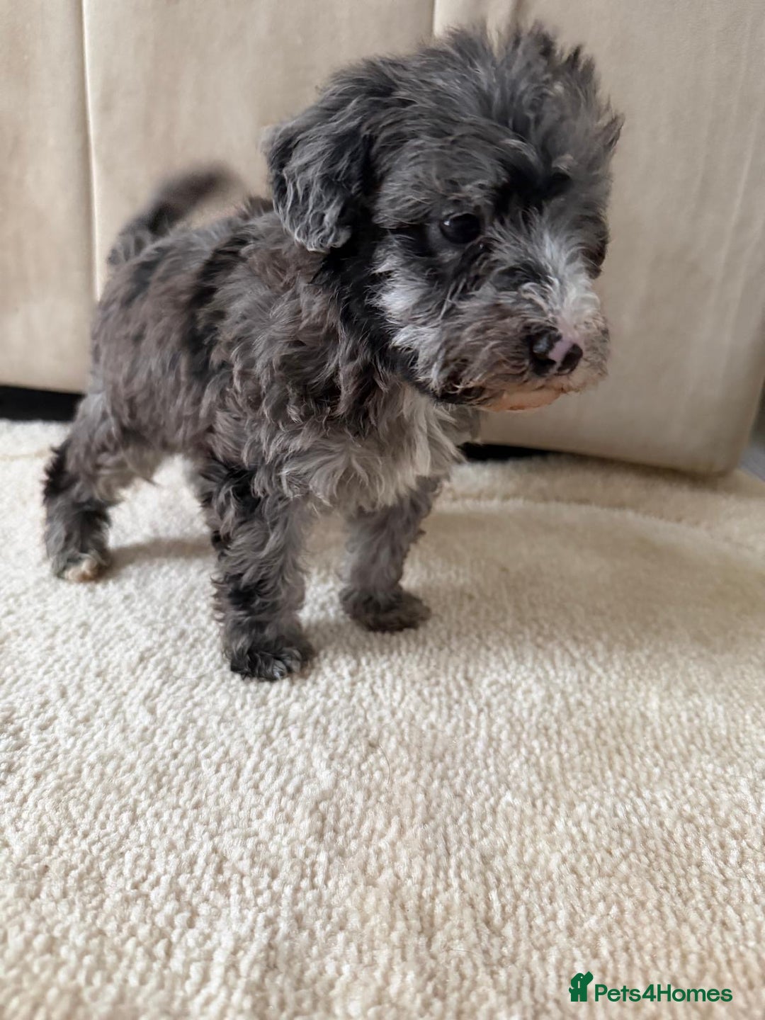 Mixed Breed dogs for sale: Schnoodle puppies for sale  - Advert 24