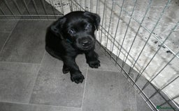 Labrador Retriever dogs for sale: Labrador puppies -1 black girl & 3 black boys left - Image 25