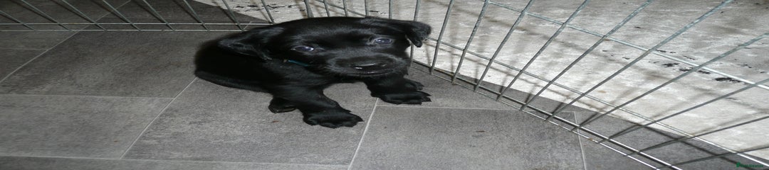Labrador Retriever Puppy 3 dk blue collar