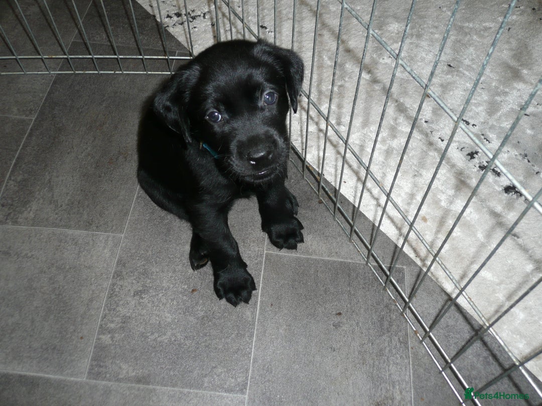 Labrador Retriever dogs for sale: Labrador puppies -1 black girl & 3 black boys left - Image 25