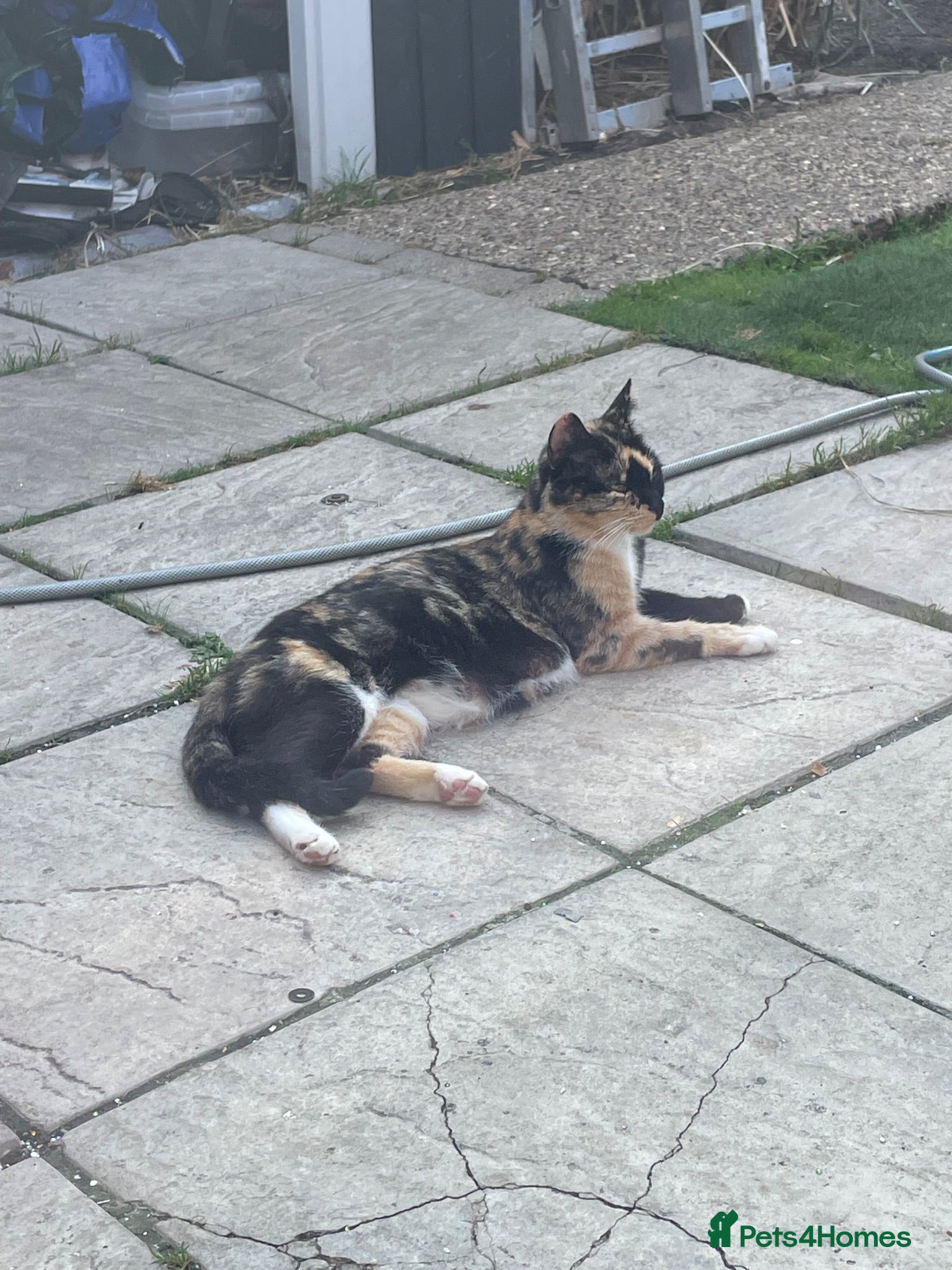 Mixed Breed cats Kittens/looking for loving homes 🐾 - Advert 1
