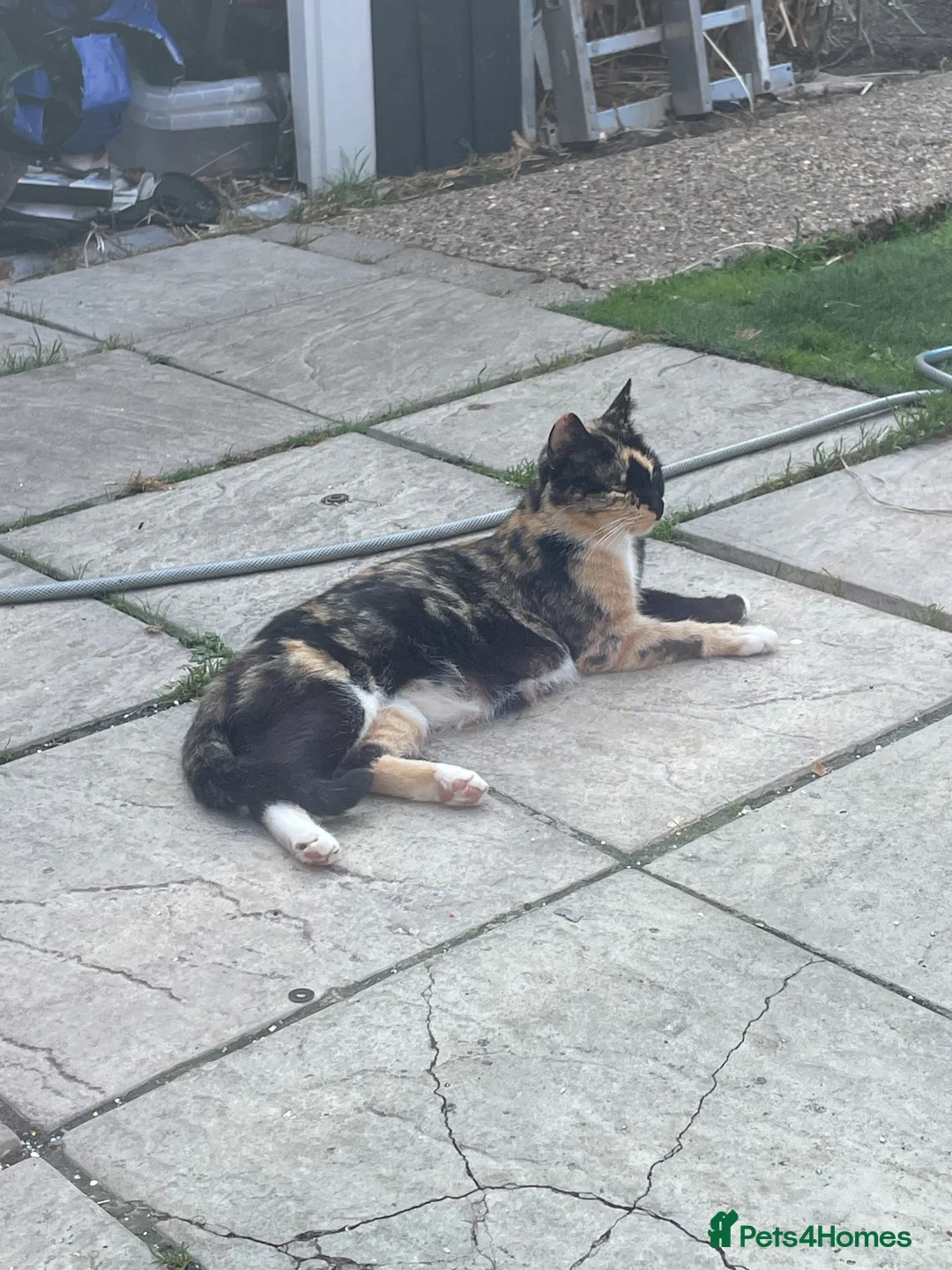 Mixed Breed cats for sale: Kittens/looking for loving homes 🐾 - Advert 1