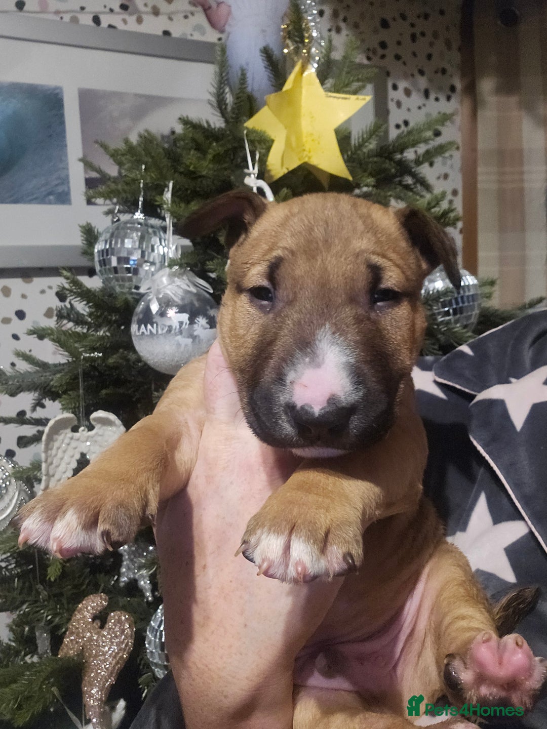 English Bull Terrier dogs for sale: Top Quality KC English Bull Terrier Puppies - Advert 4