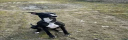 Whippet dogs for stud: Stud available - Bonnywhip Flacks - Advert 5