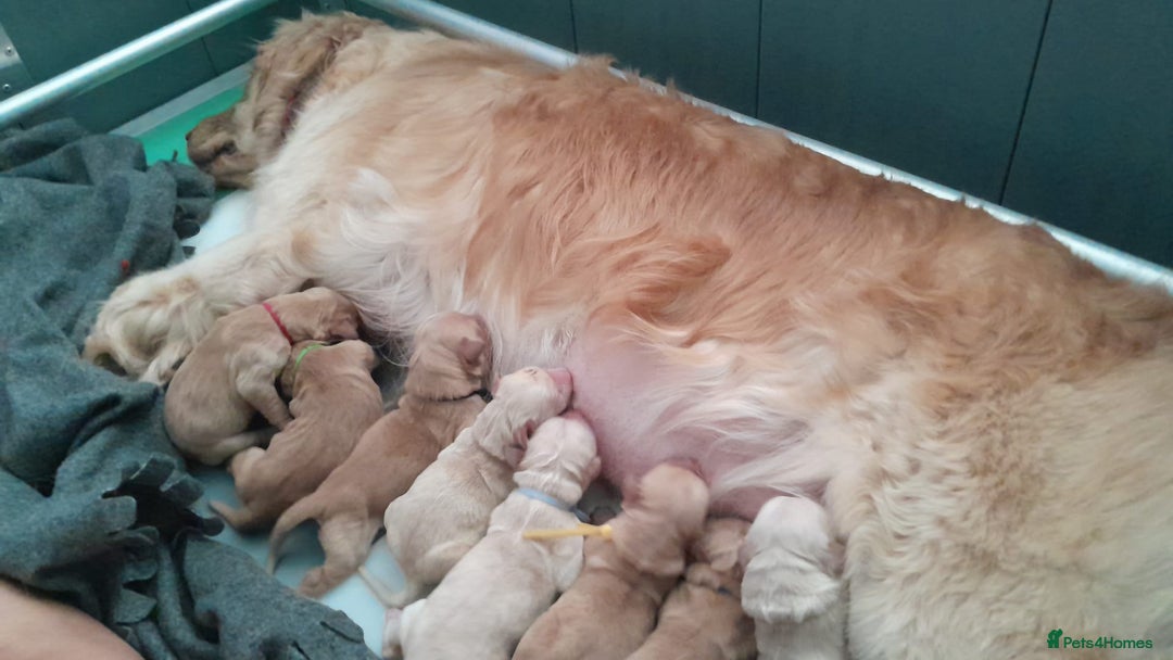 Golden Retriever dogs for sale: Amazing Golden Retrievers for sale  - Image 23