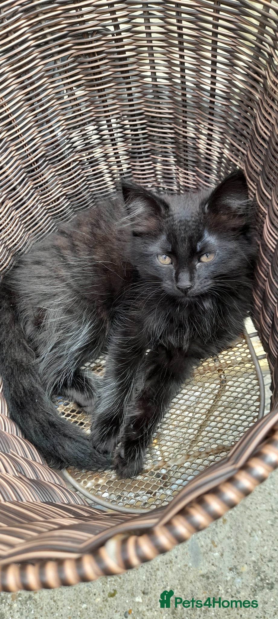 Mixed Breed cats Cute kitten - Advert 4