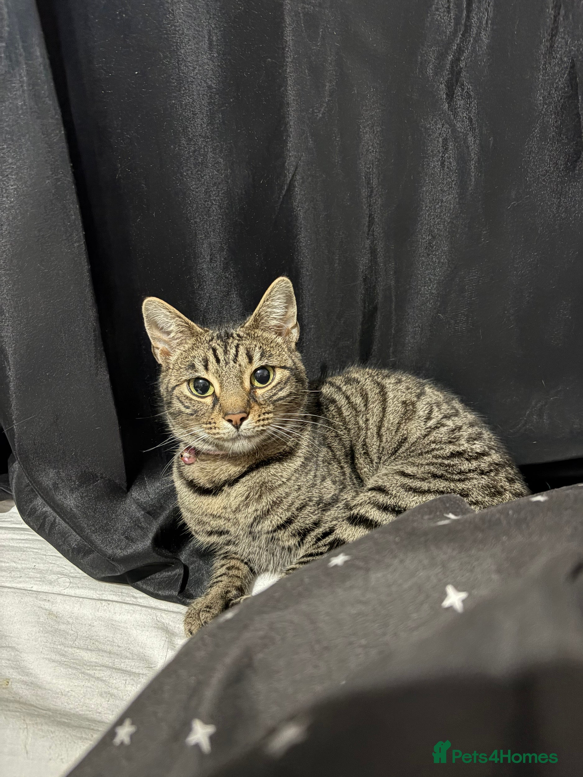 Bengal cats Tabby Female - Advert 5