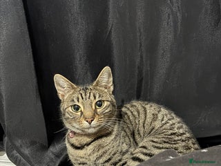 Bengal cats Tabby Female - Advert 5