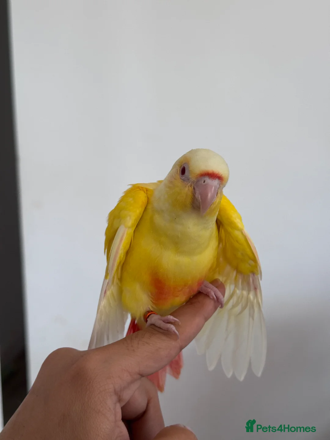 Conures birds for sale: Conure Hand Reared Babies Looking for new perches - Advert 10