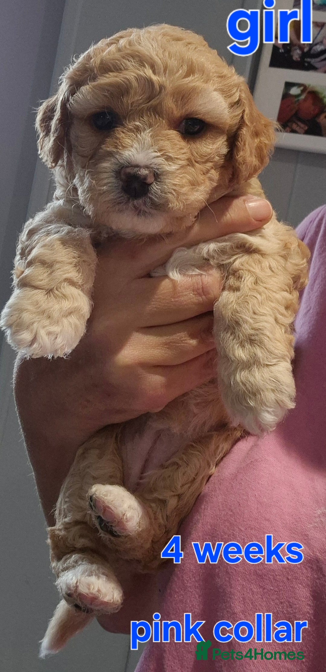 Cavapoochon dogs for sale: Litter of cavapoochons - Image 5