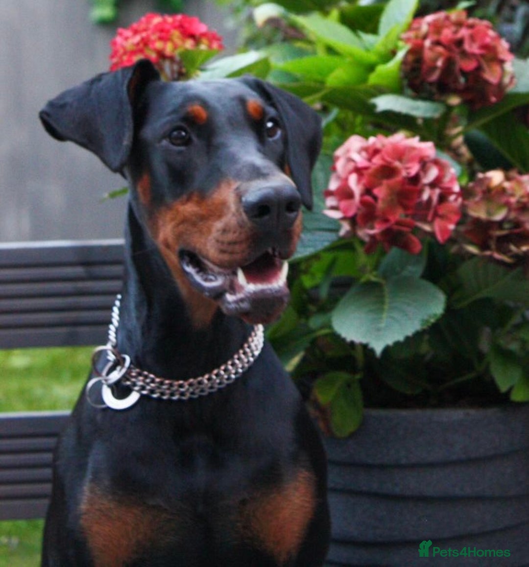 Dobermann dogs for sale: Beautiful Playful Girl - Image 2