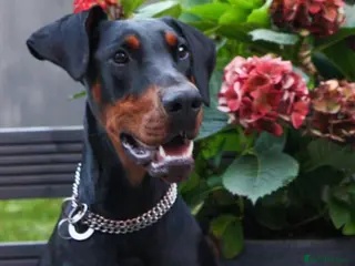 Dobermann dogs Beautiful Playful Girl - Advert 2