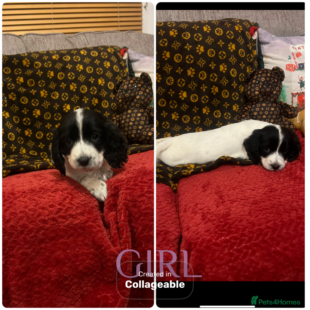 Cocker Spaniel dogs for sale: Cocker spaniel puppies - Advert 1