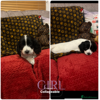 Cocker Spaniel dogs Cocker spaniel puppies - Advert 7