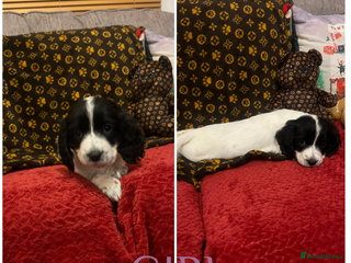 Cocker Spaniel dogs Cocker spaniel puppies - Advert 4