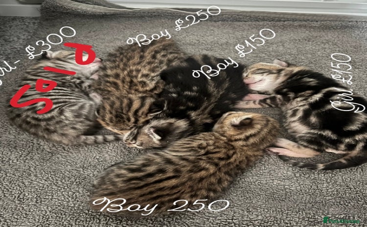 Bengal cats - Advert 1