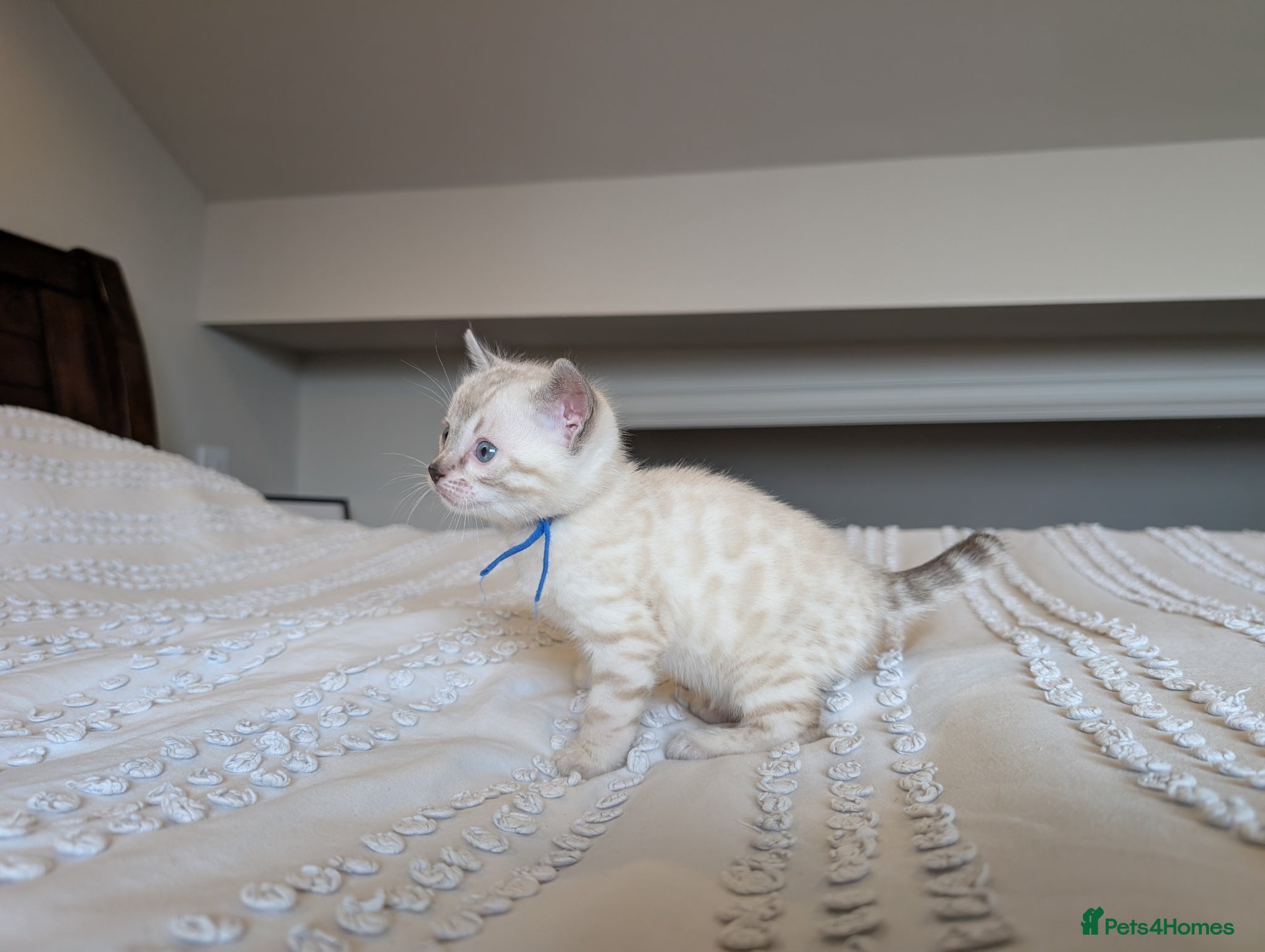 Bengal cats 🖤🤎🤍 ADORABLE BENGAL KITTENS 🤍🤎🖤 - Advert 2