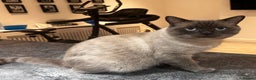 British Shorthair cats for sale: Seal point British short hair  - Advert 3