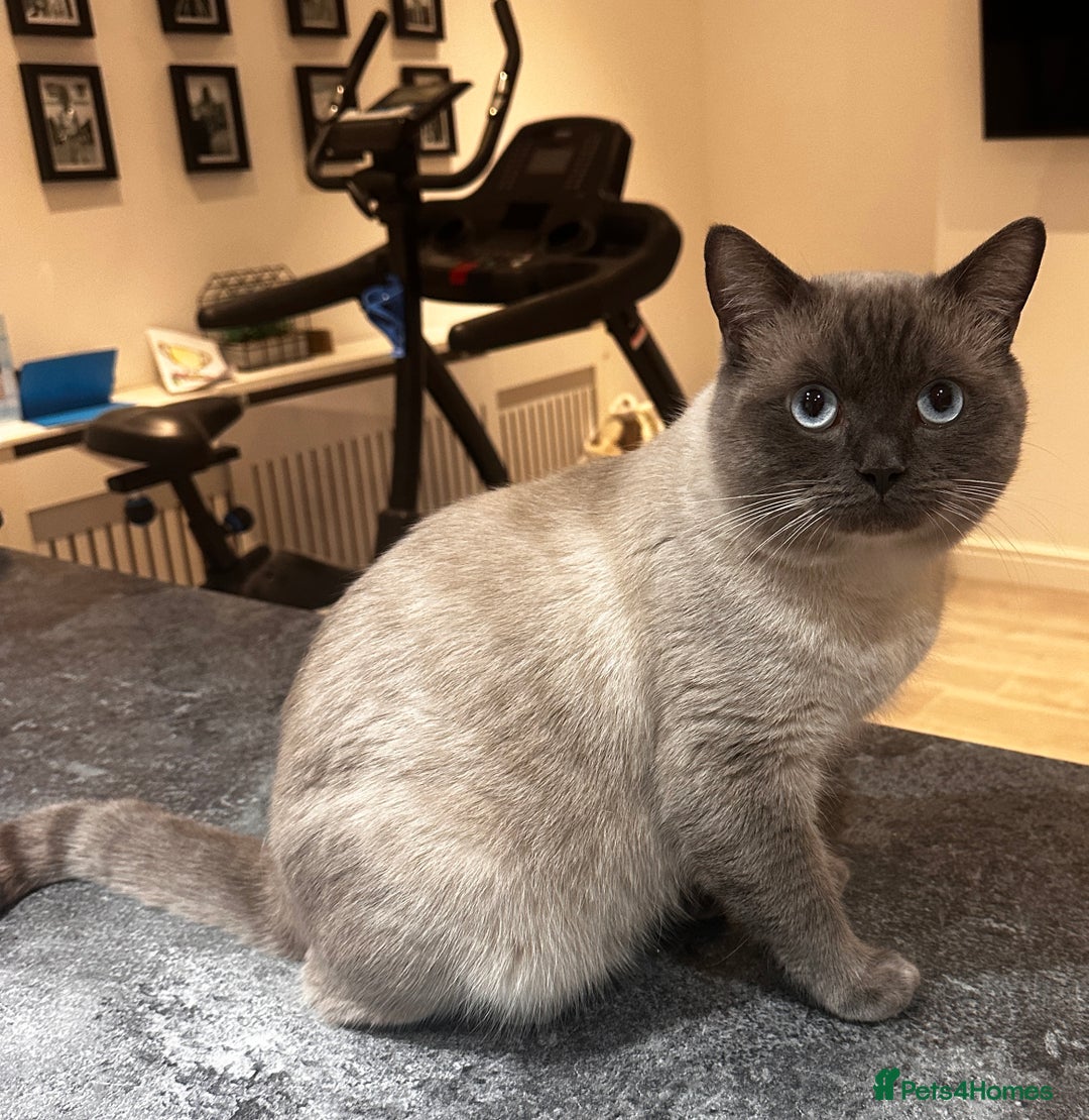 British Shorthair cats for sale: Seal point British short hair  - Advert 3