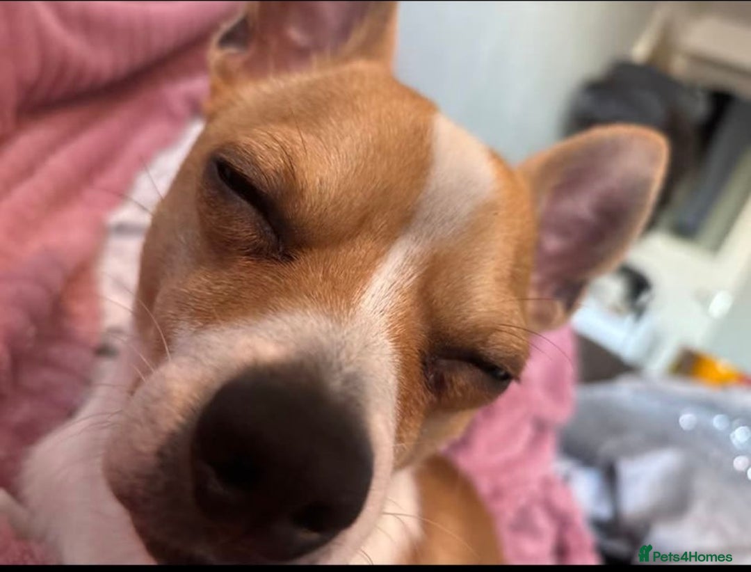 Mixed Breed dogs for sale: Lovely lil family dog  - Advert 4