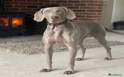 Weimaraner dogs for sale: Weimaraner 5 Months Old, Looking for a Loving Home - Image 5