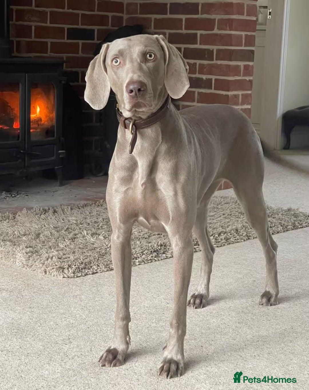 Weimaraner dogs for sale: Weimaraner 5 Months Old, Looking for a Loving Home - Image 5