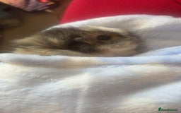 Guinea Pig rodents for sale: 2 male guinea pigs for sale  - Image 5