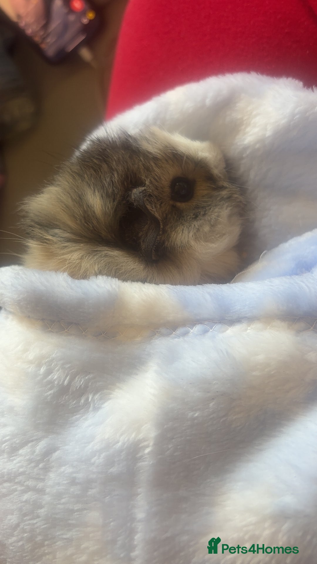 Guinea Pig rodents for sale: 2 male guinea pigs for sale  - Image 5