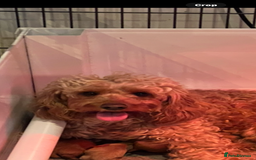 Cockapoo dogs for sale: STUNNING RED F1B COCKAPOO - Image 6