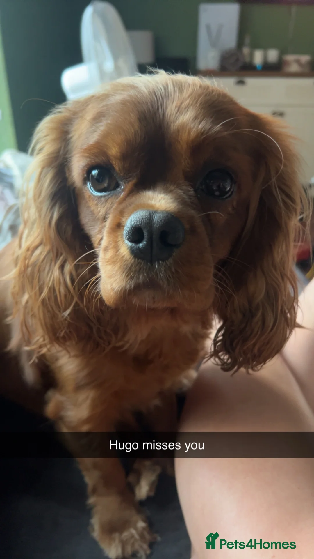 Cavalier King Charles Spaniel dogs for stud: Ruby King Charles Cavilier available for stud in Haverhill - Advert 1