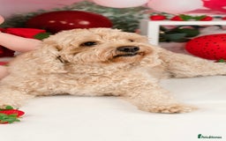 Mixed Breed dogs for sale: 5 Beautiful Cavapoo / Cockapoo puppies  - Image 4