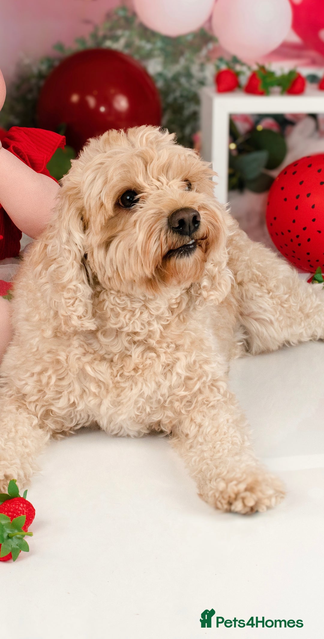 Mixed Breed dogs for sale: 5 Beautiful Cavapoo / Cockapoo puppies  - Image 4