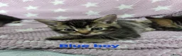 Mixed Breed cats for sale: Beautiful kittens looking for their forever homes  - Advert 18