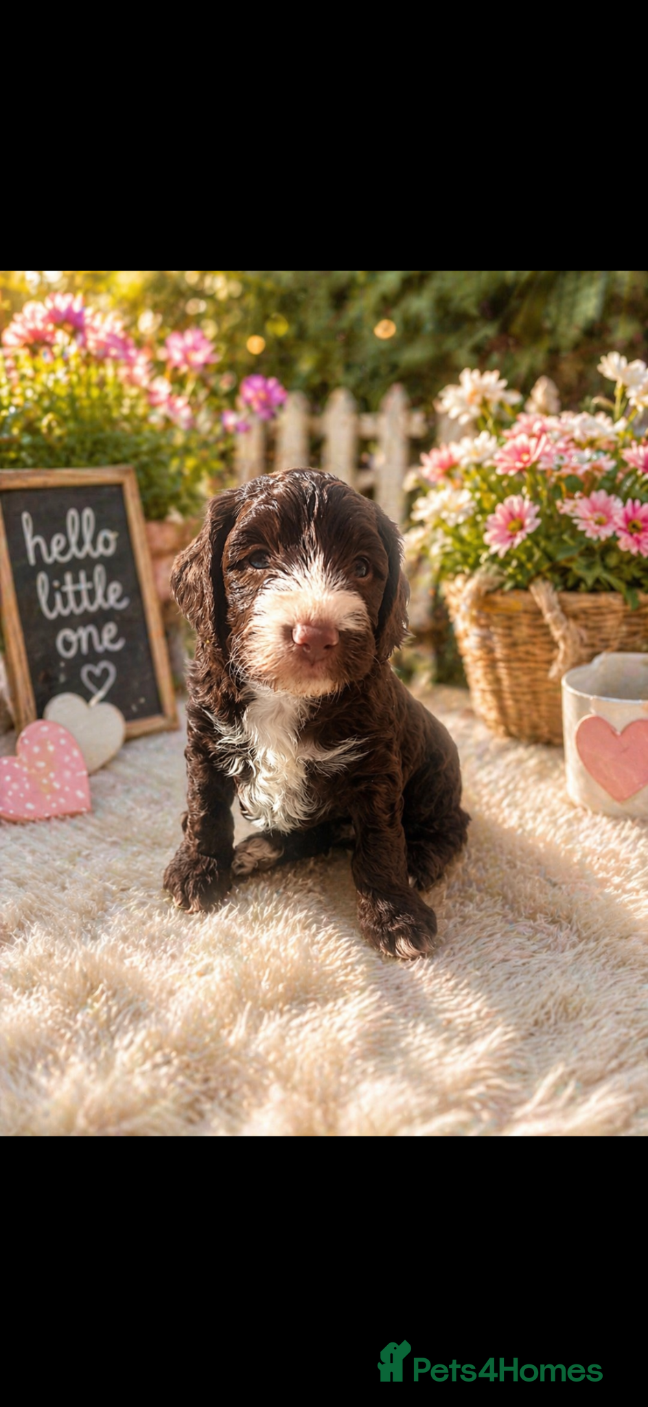 Cockapoo dogs 1 beautiful male F1 cockapooavailable!!✨ - Advert 18