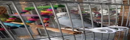 Budgerigars birds for sale: Budgies for sale  in Derby - Advert 6