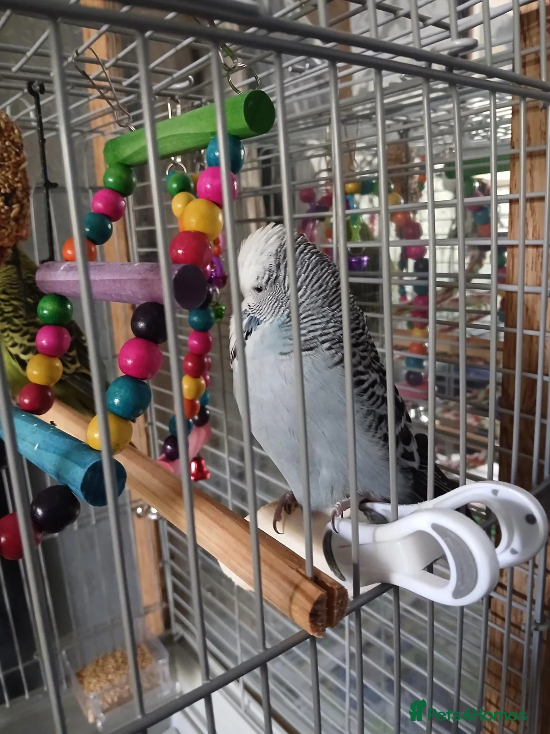 Budgerigars birds for sale: Budgies for sale  in Derby - Advert 6
