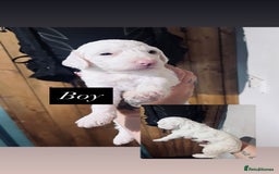 Cockapoo dogs for sale: Beautiful f2 cockapoo puppies - Image 4