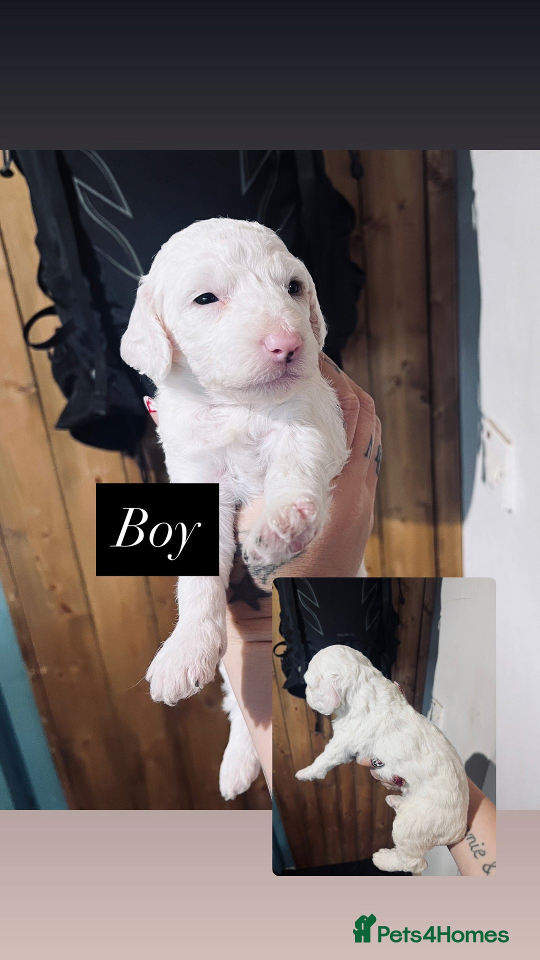 Cockapoo dogs for sale: Beautiful f2 cockapoo puppies - Image 4