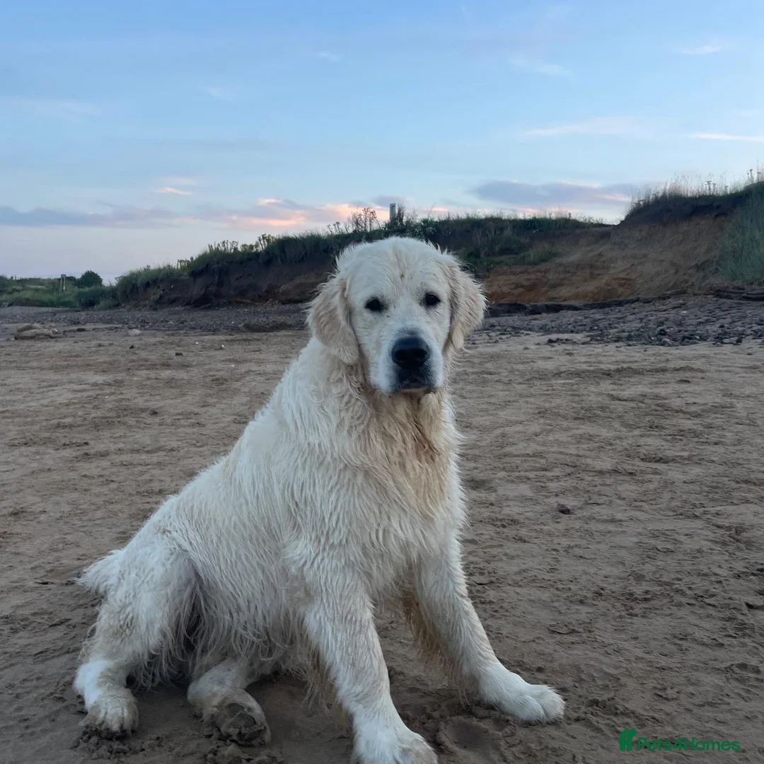 Golden Retriever dogs for stud: Cream Golden Retriever Stud in Beverley - Advert 18