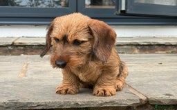 Dachshund dogs for sale: Short backed wire-haired dachshunds - Image 4