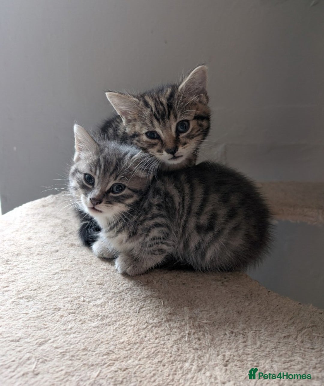Mixed Breed cats for sale: Kittens  - Image 8