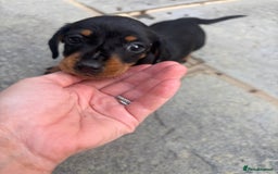 Miniature Dachshund dogs for sale: Beautiful kc registered miniature dachshunds  - Image 15