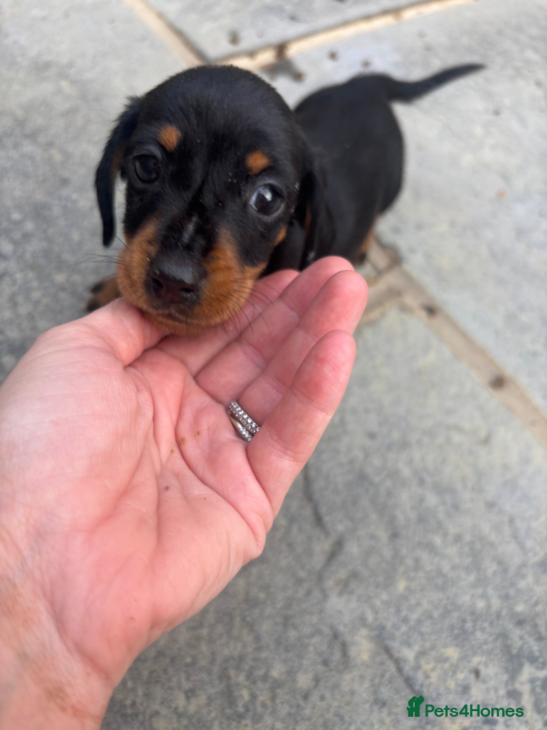 Miniature Dachshund dogs for sale: Beautiful kc registered miniature dachshunds  - Image 15