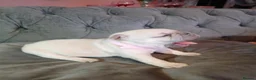French Bulldog dogs for sale: Beautiful  French  Bulldog  kc reg  PUPPIES  in Hull - Advert 4