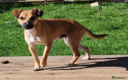 Jack Russell dogs for stud: Jack Russell for stud - Image 3