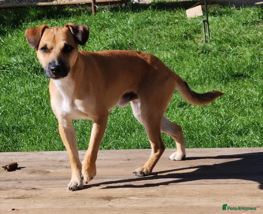Jack Russell dogs for stud: Jack Russell for stud - Image 3