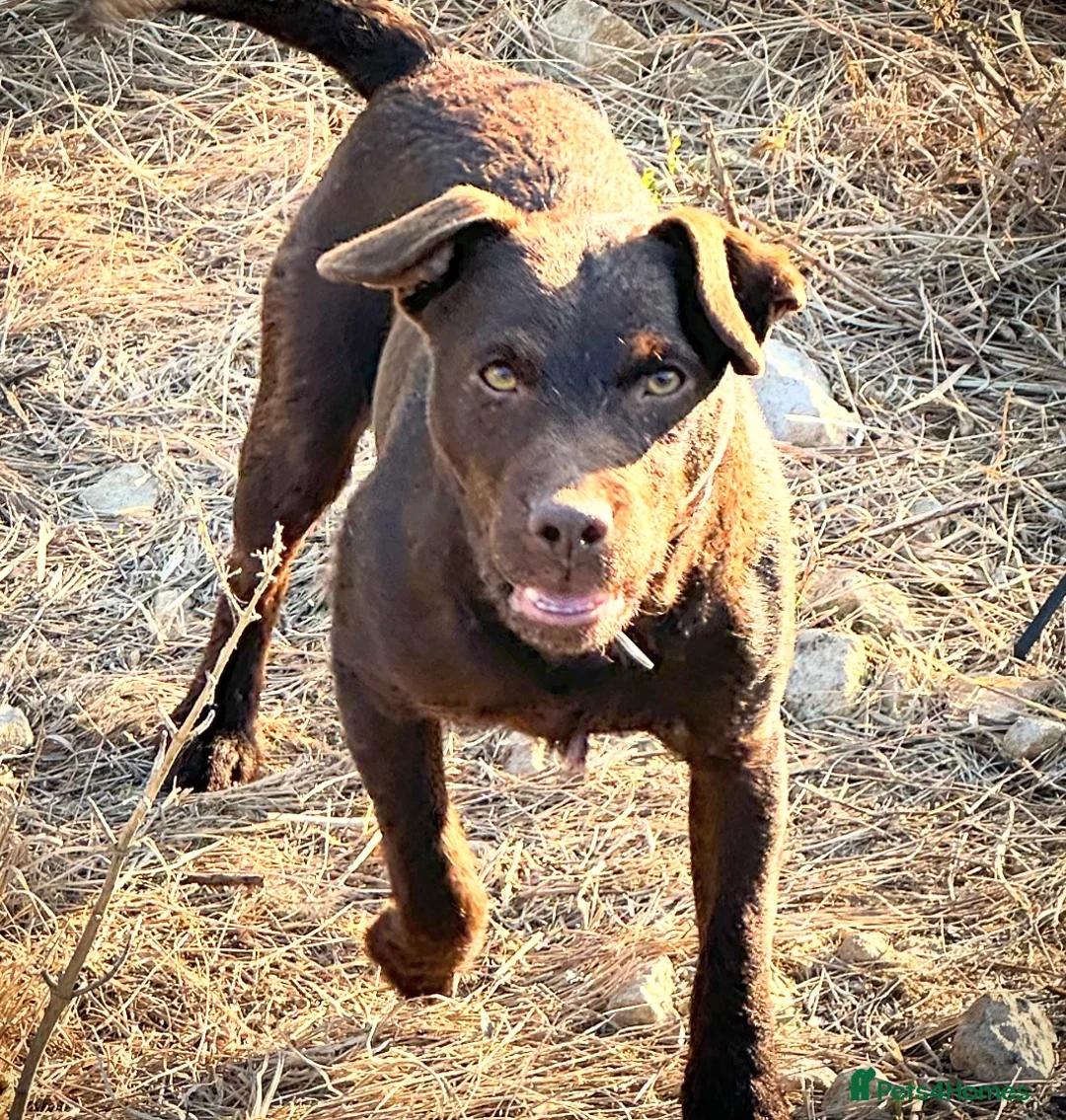 Patterdale Terrier dogs for stud: Rough coat proven male  in Wisbech - Advert 2