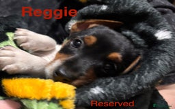 Mixed Breed dogs for sale: 6 Jack Russell x Yorkshire Terrier Puppies  - Image 19