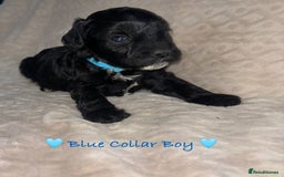 Cavapoo dogs for sale: Beautiful F1 Cavapoo Puppies  - Image 20